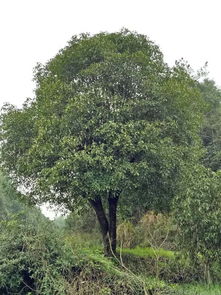 咸安區(qū)百信綠化苗木基地 專業(yè)園林綠化工程設(shè)計施工與優(yōu)質(zhì)苗木供應(yīng)