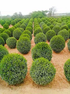 北方秋冬苗市行情預(yù)測 園林綠化設(shè)計與施工視角下的逆勢苗木分析