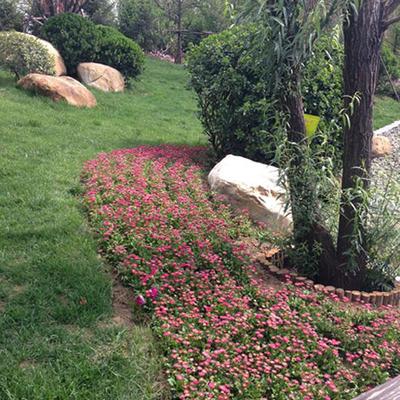 山東園林綠化工程設(shè)計(jì)及施工 融合傳統(tǒng)與現(xiàn)代的生態(tài)藝術(shù)