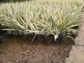 小蚌蘭 中山理想園林綠化工廠區設計、施工、種植與養護一體化工程解析